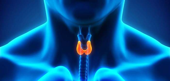 Thyroid & Hormonal Balancing